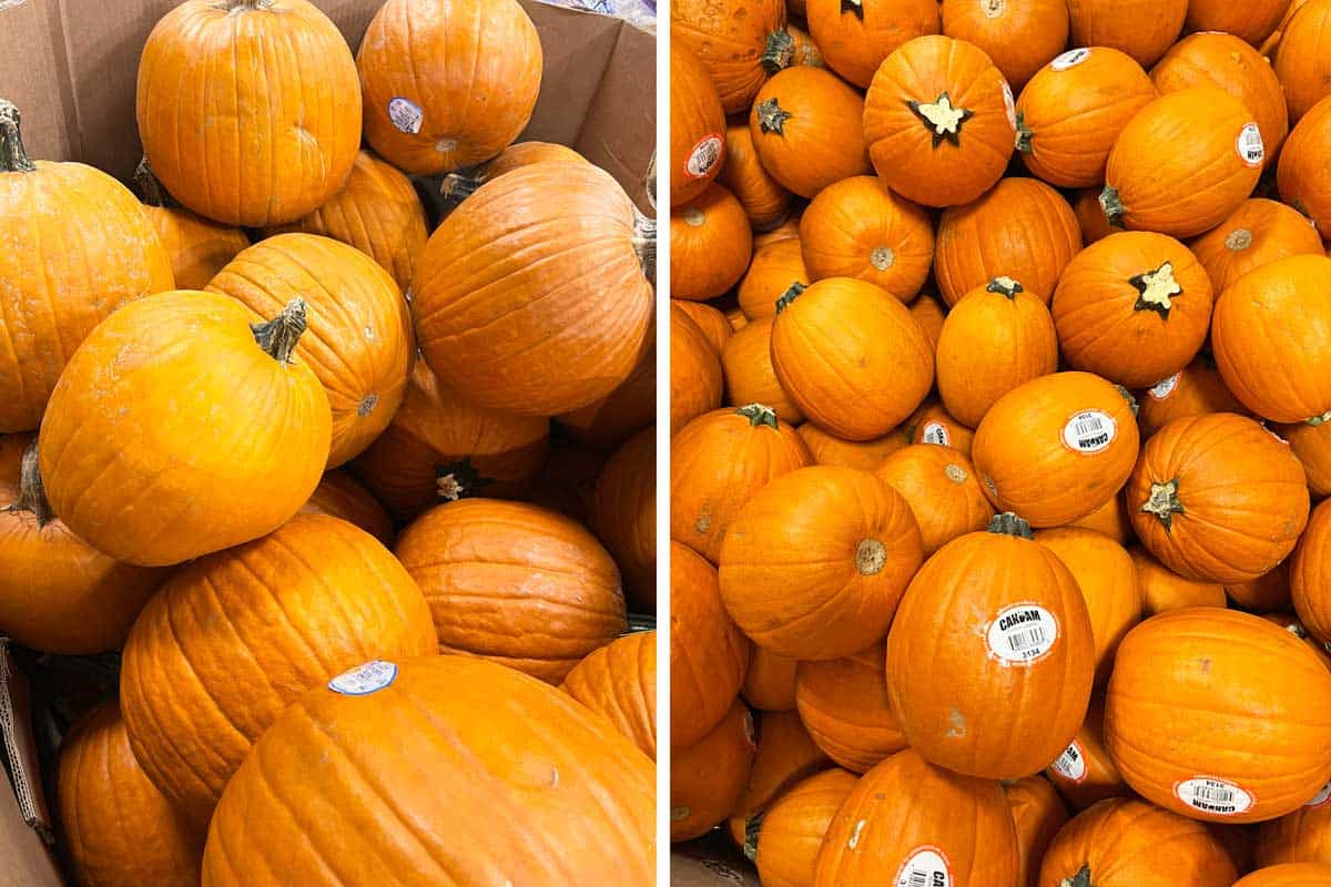 A two-photo collage showing large carving pumpkins on the left and small pie pumpkins on the right.