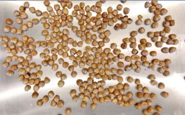 Toasting the hazelnuts on a baking sheet.